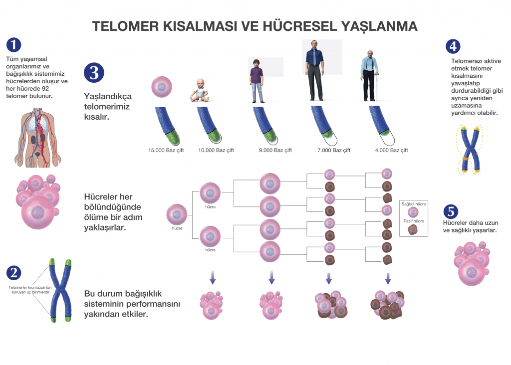 telomer kısalması ve hücresel yaşlanma