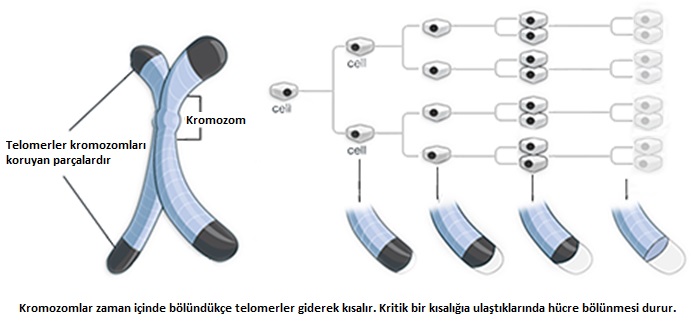 telomer kısalması