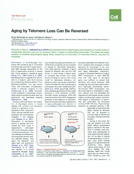 Aging_by_telomere_loss_can_be_reversed-B.Bernades_MA.Blasco-Cell -2011