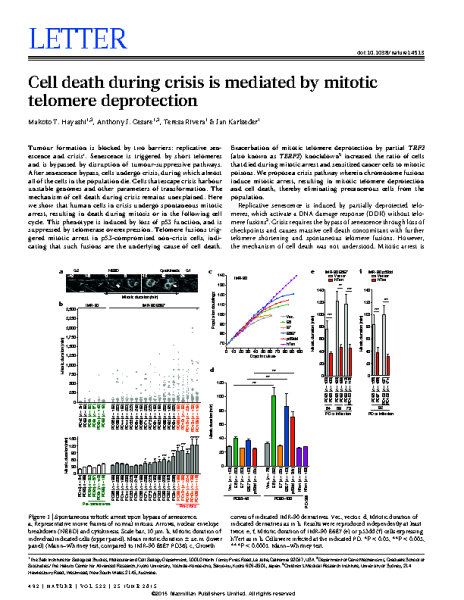 Cell death crisis mediated by mitotic telomere deprotection_Hayashi et al Nature 2015