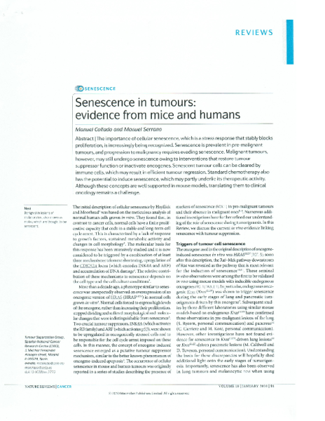 Senescence_in_tumours_evidence_from_mice_and_humans_SerranoM_Nature_2010