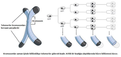 telomer tedavisi